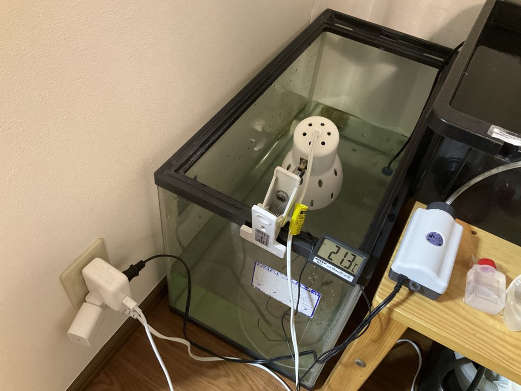 アクアリウムでは定番の60cm水槽