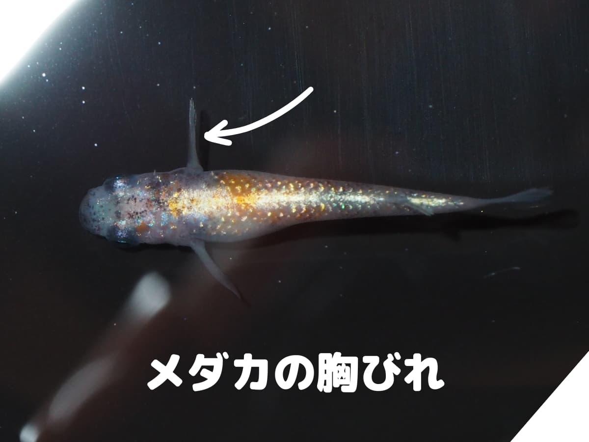 メダカの胸びれの位置