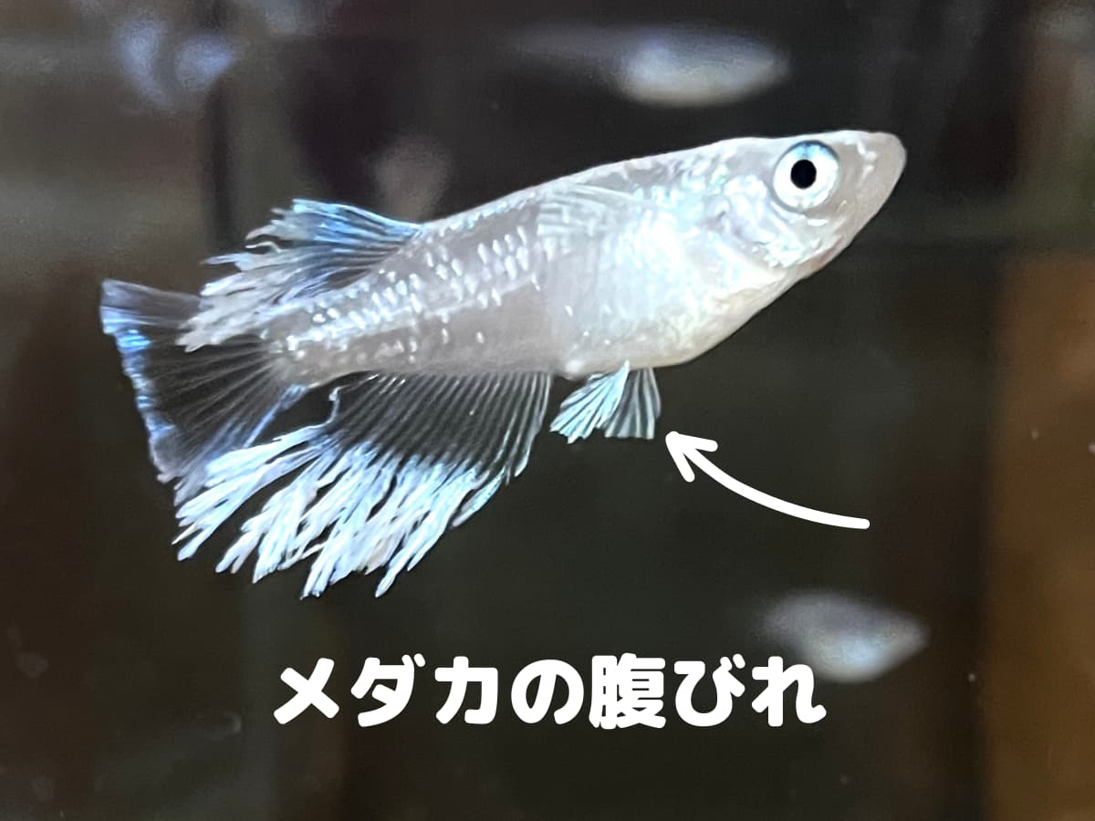 メダカの腹びれの位置