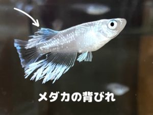 メダカの背びれの位置