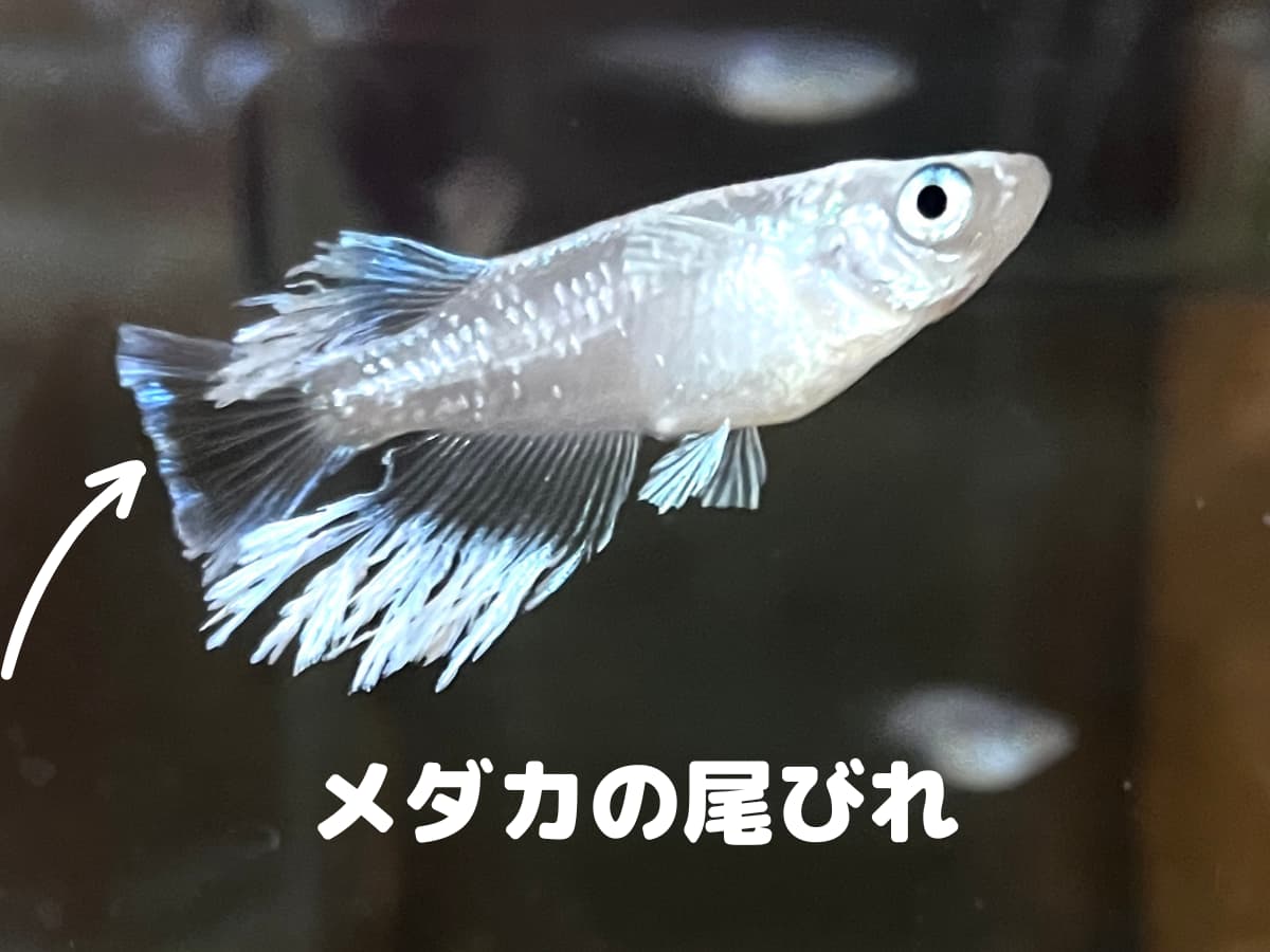 メダカの尾びれの位置